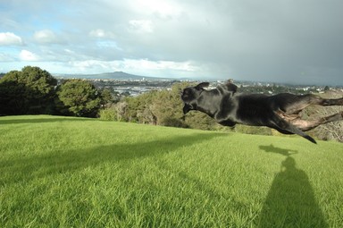 Stephen Williams; Flying Dog